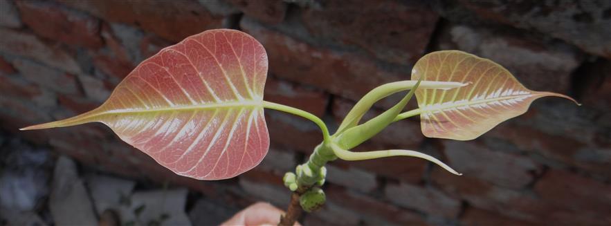 Ficus religiosa